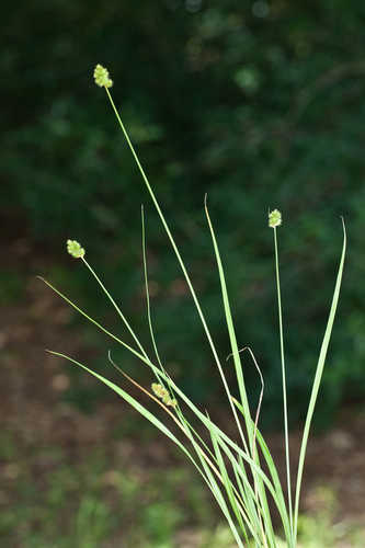 Carex normalis #13